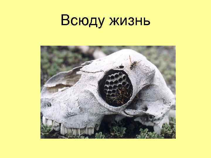 Всюду жизнь 