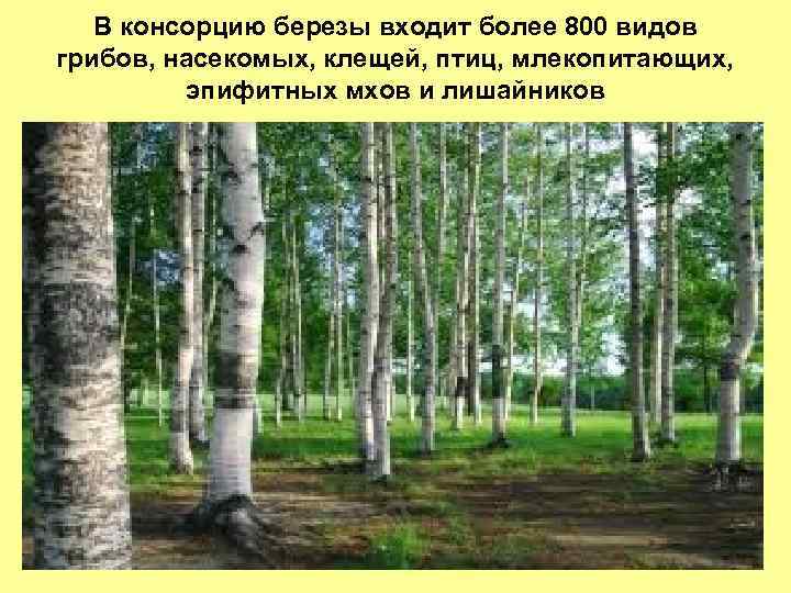 В консорцию березы входит более 800 видов грибов, насекомых, клещей, птиц, млекопитающих, эпифитных мхов