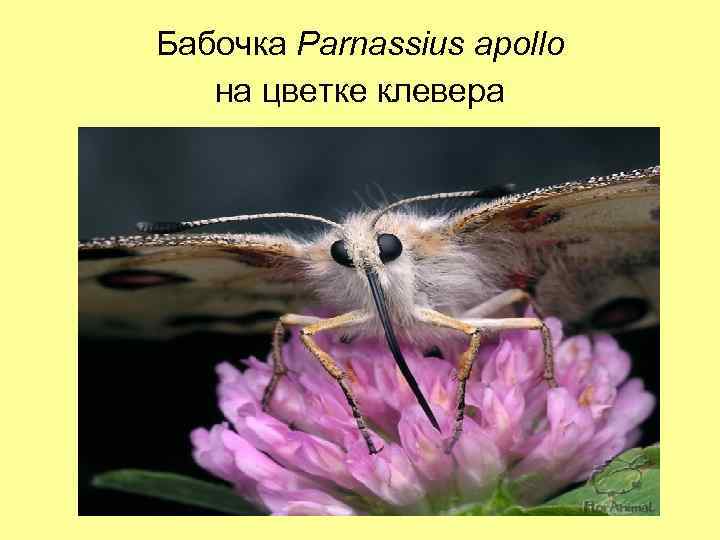 Бабочка Parnassius apollo на цветке клевера 