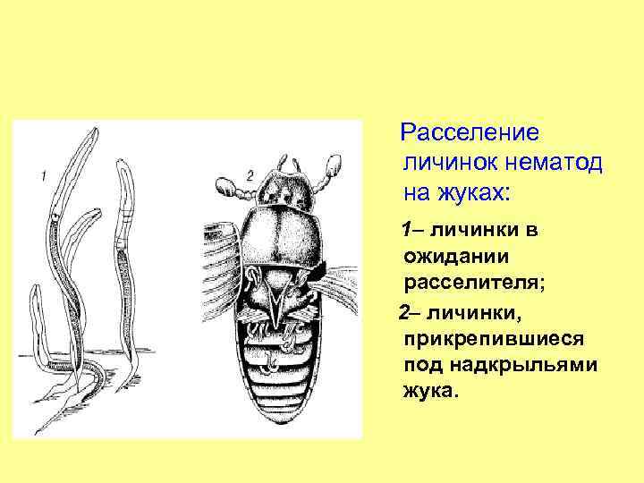 Расселение личинок нематод на жуках: 1– личинки в ожидании расселителя; 2– личинки, прикрепившиеся под