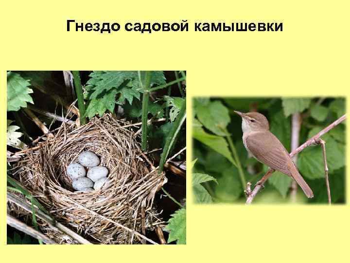 Гнездо садовой камышевки 