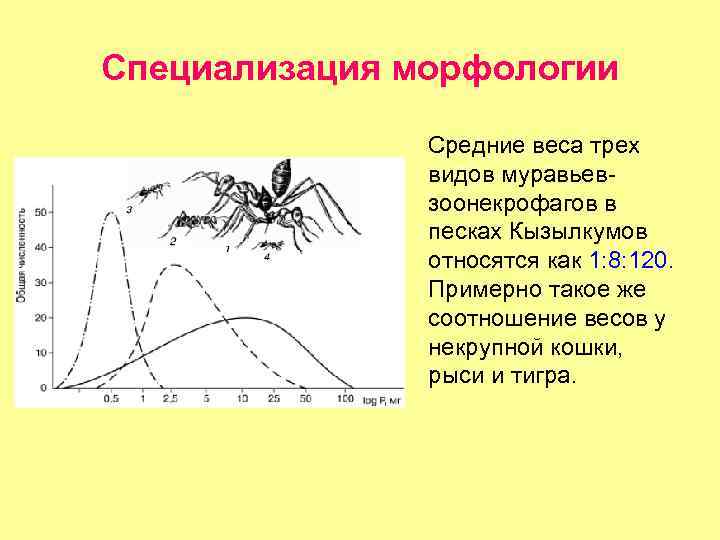 Специализация морфологии Средние веса трех видов муравьевзоонекрофагов в песках Кызылкумов относятся как 1: 8: