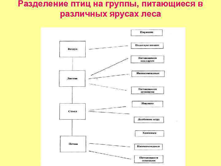 Разделение птиц на группы, питающиеся в различных ярусах леса 
