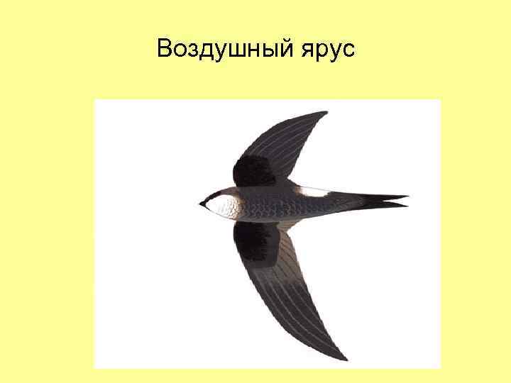 Воздушный ярус 