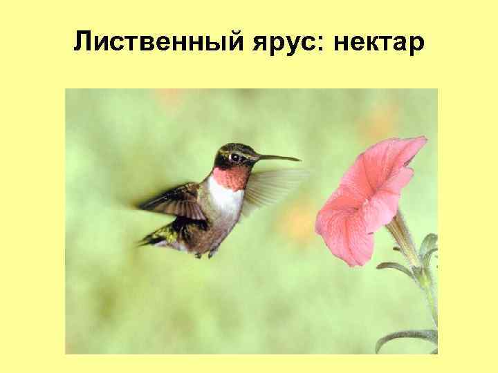 Лиственный ярус: нектар 