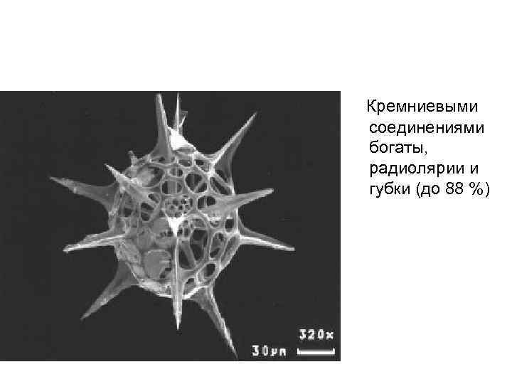  Кремниевыми соединениями богаты, радиолярии и губки (до 88 %) 