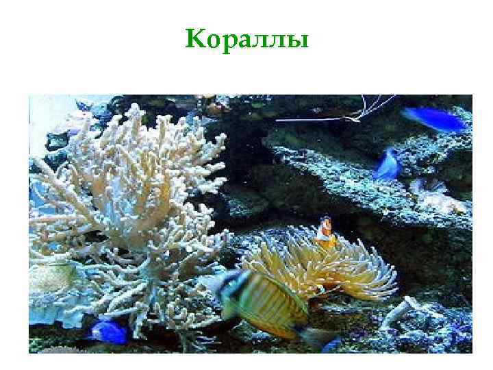 Кораллы 