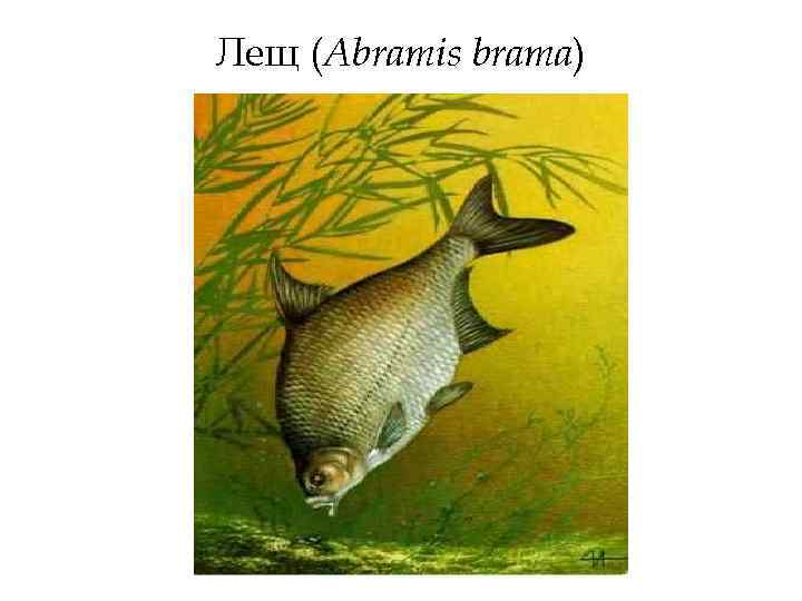 Лещ (Abramis brama) 