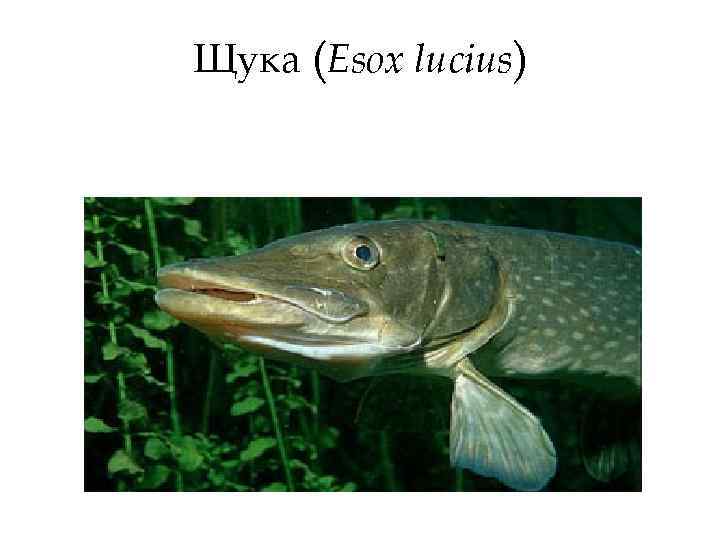 Щука (Esox lucius) 