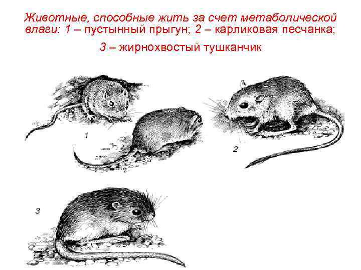 Животные, способные жить за счет метаболической влаги: 1 – пустынный прыгун; 2 – карликовая