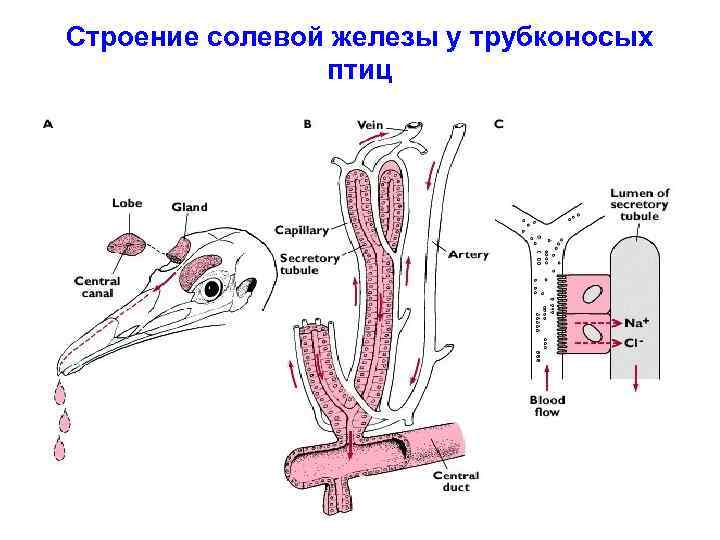 Соляная железа. Солевые железы. Солевые железы птиц строение. Строение птиц железы.