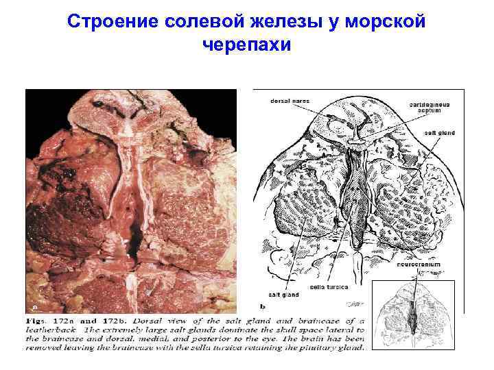 Строение солевой железы у морской черепахи 