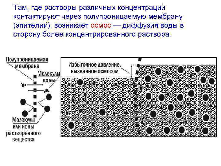 Там, где растворы различных концентраций контактируют через полупроницаемую мембрану (эпителий), возникает осмос — диффузия