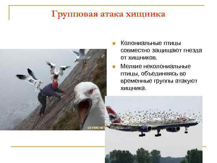Групповая атака хищника n n Колониальные птицы совместно защищают гнезда от хищников. Мелкие неколониальные