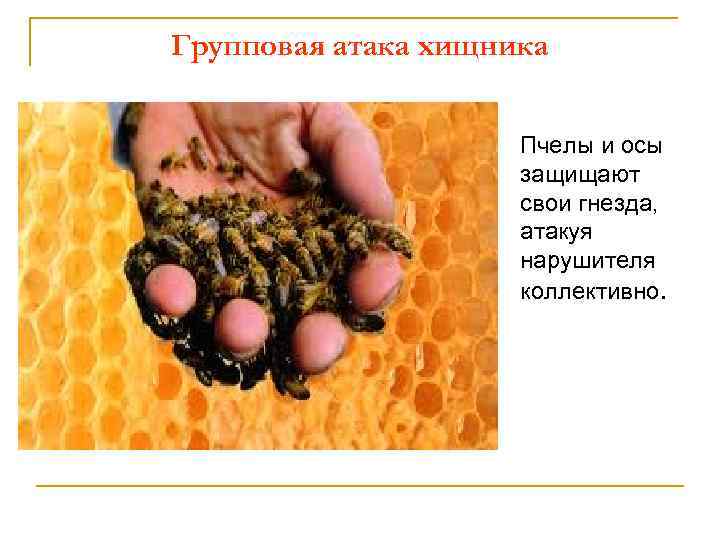 Групповая атака хищника Пчелы и осы защищают свои гнезда, атакуя нарушителя коллективно. 