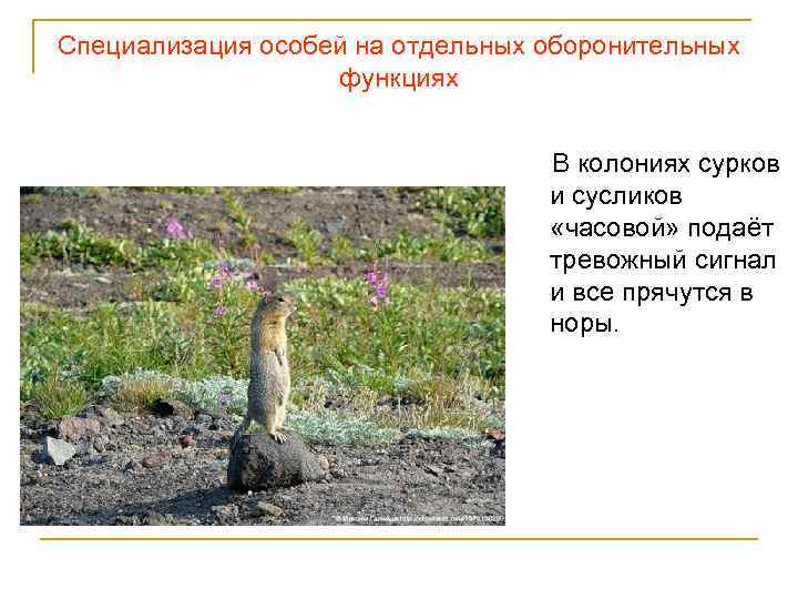 Специализация особей на отдельных оборонительных функциях В колониях сурков и сусликов «часовой» подаёт тревожный