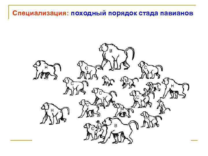 Специализация: походный порядок стада павианов 