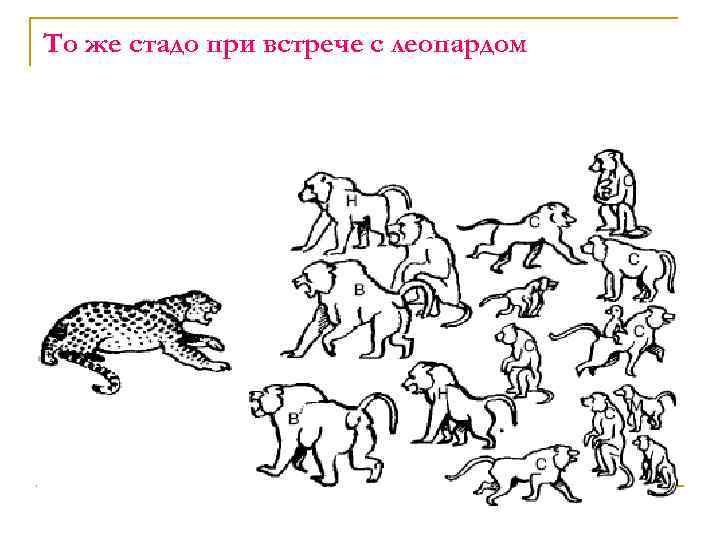 То же стадо при встрече с леопардом 