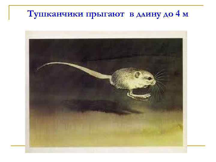 Тушканчики прыгают в длину до 4 м 