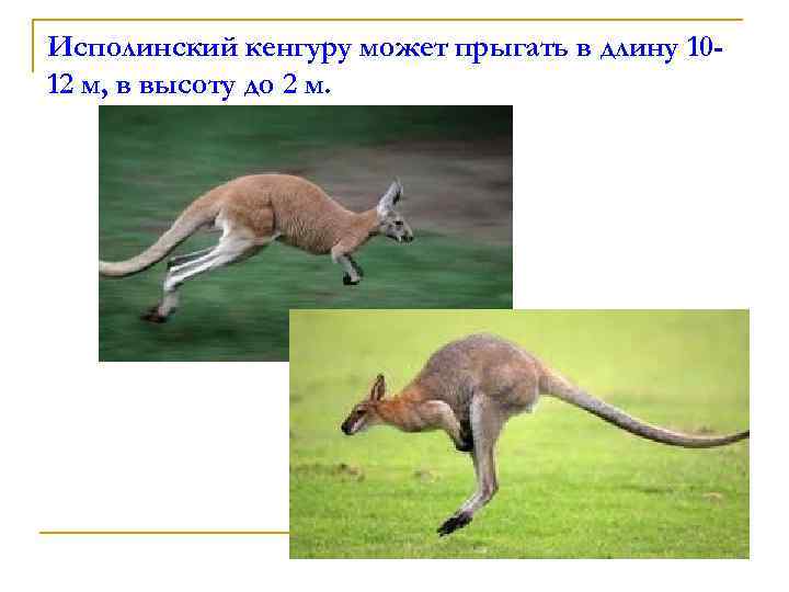 хвост кенгуру. летающий кенгуру. кенгуру в прыжке. красный кенгуру. среда обитания кенгуру.