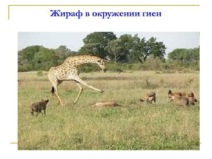 Жираф в окружении гиен 