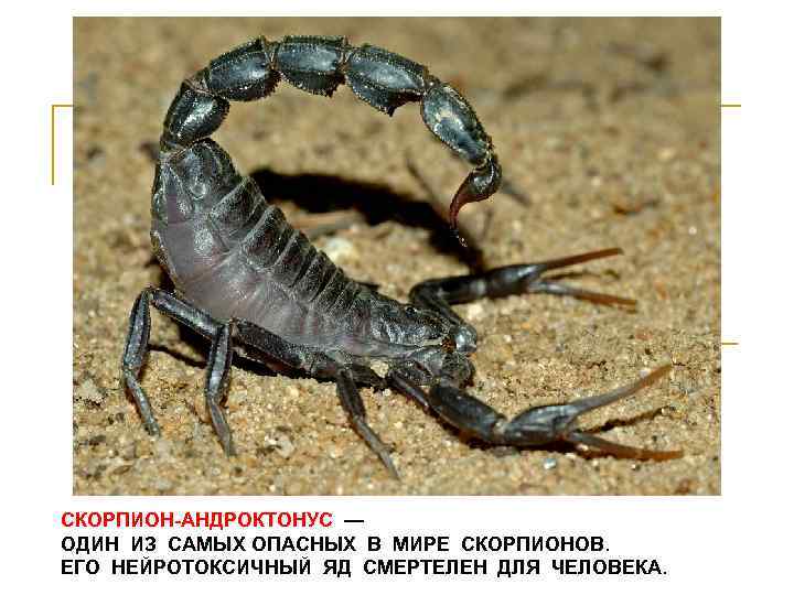 Самый опасный скорпион в мире фото