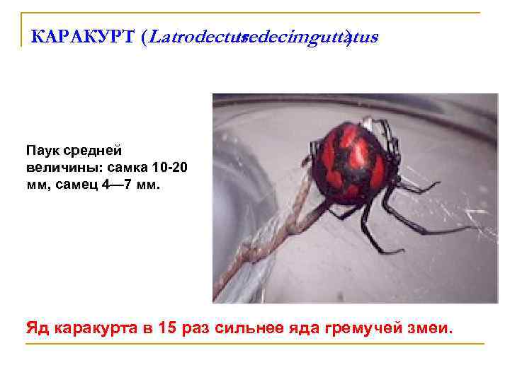 КАРАКУРТ (Latrodectus tredecimguttatus ) Паук средней величины: самка 10 -20 мм, самец 4— 7