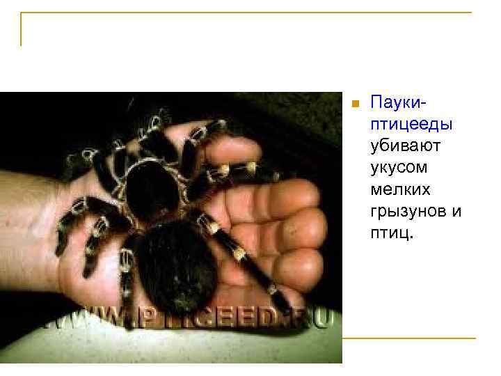 n Паукиптицееды убивают укусом мелких грызунов и птиц. 