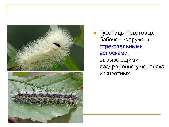 n Гусеницы некоторых бабочек вооружены стрекательными волосками, вызывающими раздражение у человека и животных. 