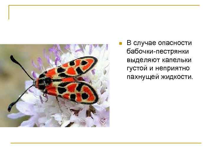 n В случае опасности бабочки-пестрянки выделяют капельки густой и неприятно пахнущей жидкости. 