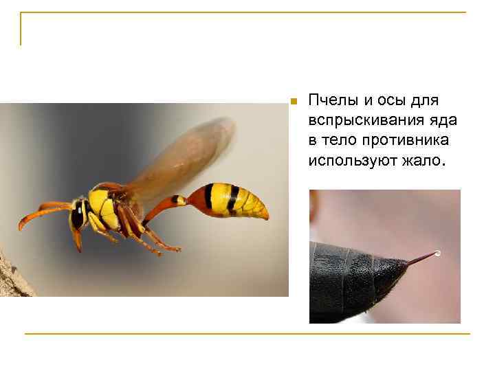 n Пчелы и осы для вспрыскивания яда в тело противника используют жало. 