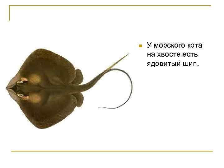 n У морского кота на хвосте есть ядовитый шип. 
