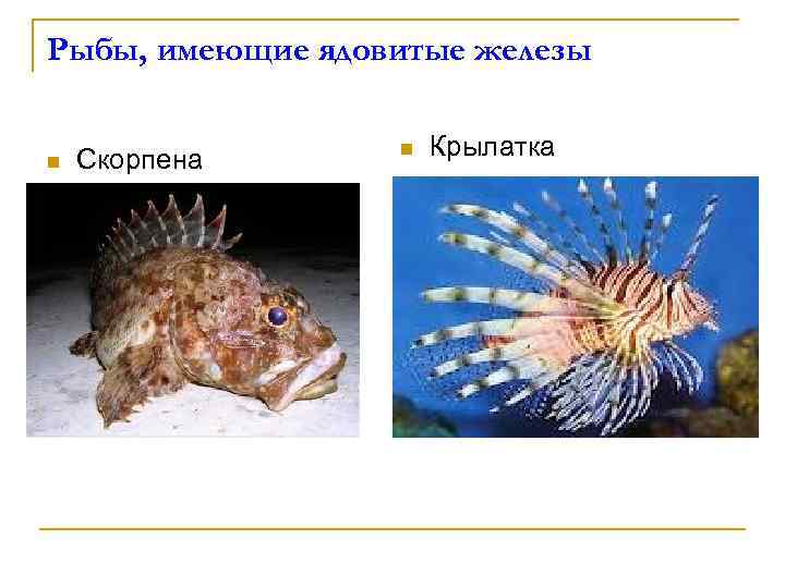 Рыбы, имеющие ядовитые железы n Скорпена n Крылатка 