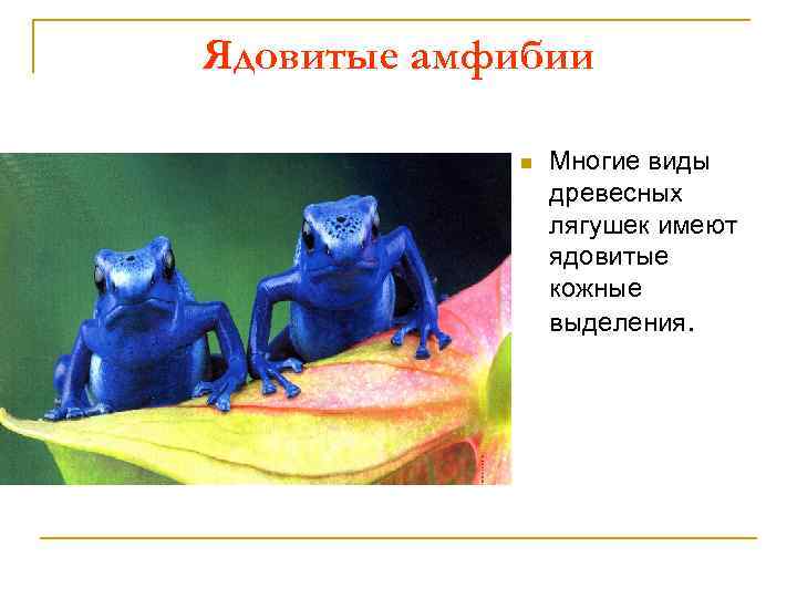 Ядовитые амфибии n Многие виды древесных лягушек имеют ядовитые кожные выделения. 