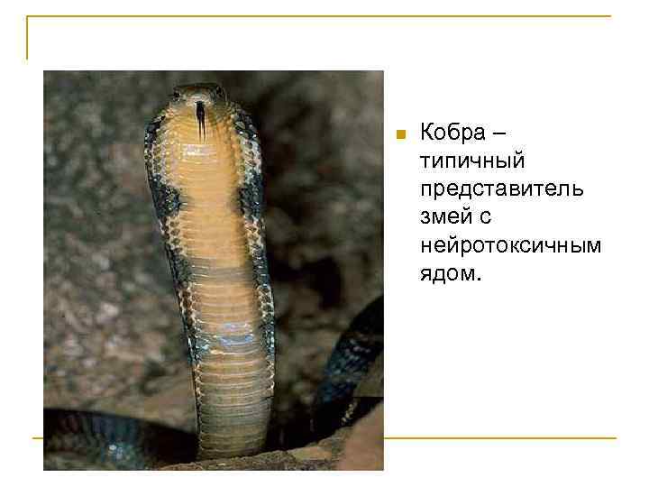 n Кобра – типичный представитель змей с нейротоксичным ядом. 