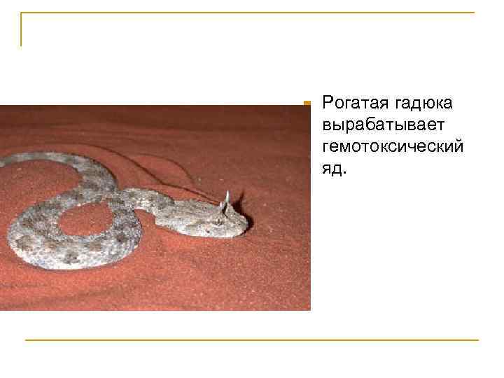 n Рогатая гадюка вырабатывает гемотоксический яд. 