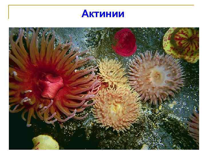Актинии 