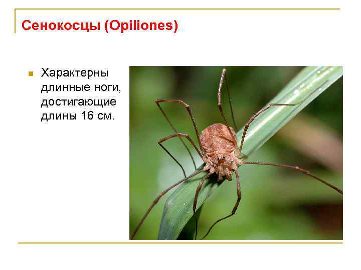 Сенокосцы (Opiliones) n Характерны длинные ноги, достигающие длины 16 см. 