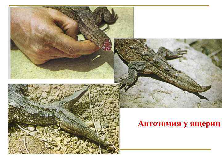 Автотомия у ящериц 