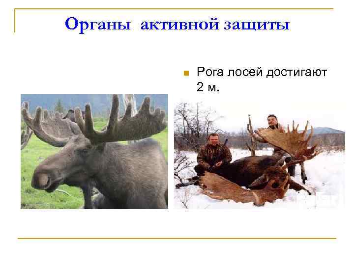Органы активной защиты n Рога лосей достигают 2 м. 