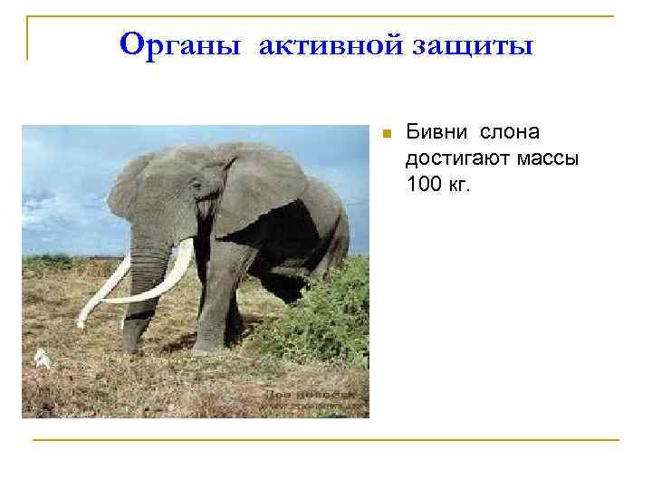 Органы активной защиты n Бивни слона достигают массы 100 кг. 
