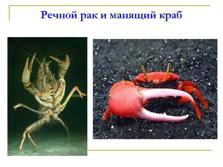 Речной рак и манящий краб 