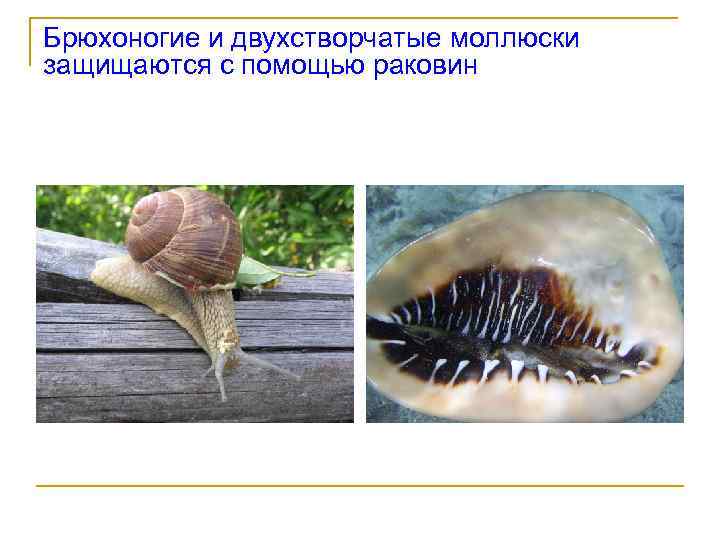 Брюхоногие и двухстворчатые моллюски защищаются с помощью раковин 