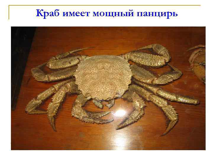 Краб имеет мощный панцирь 