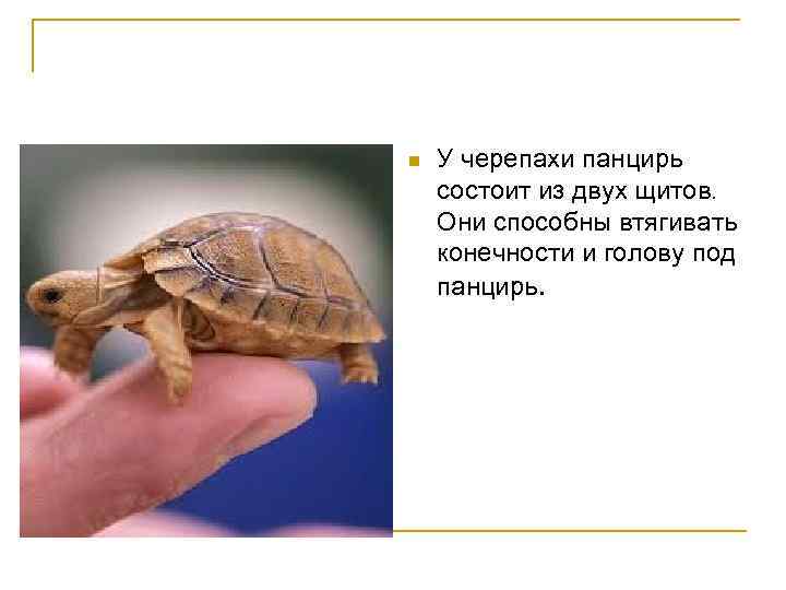 n У черепахи панцирь состоит из двух щитов. Они способны втягивать конечности и голову