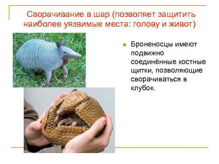 Сворачивание в шар (позволяет защитить наиболее уязвимые места: голову и живот) n Броненосцы имеют