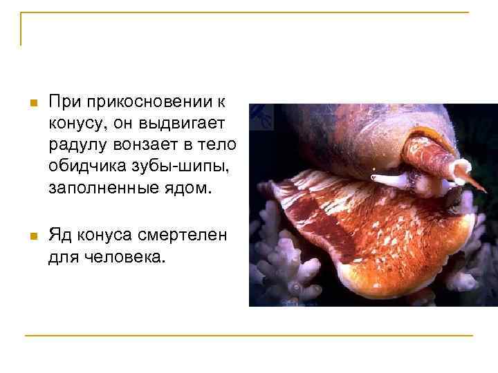 n При прикосновении к конусу, он выдвигает радулу вонзает в тело обидчика зубы-шипы, заполненные