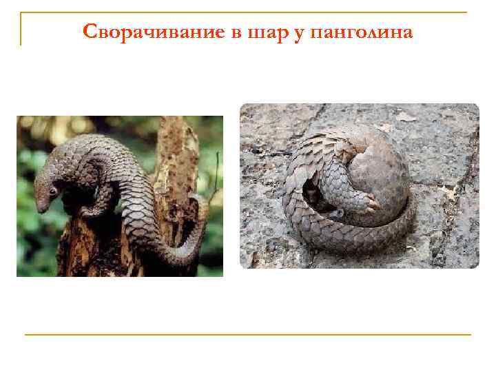 Сворачивание в шар у панголина 