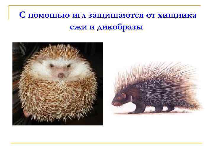 С помощью игл защищаются от хищника ежи и дикобразы 