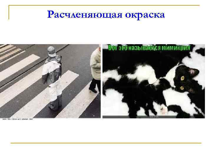 Расчленяющая окраска 